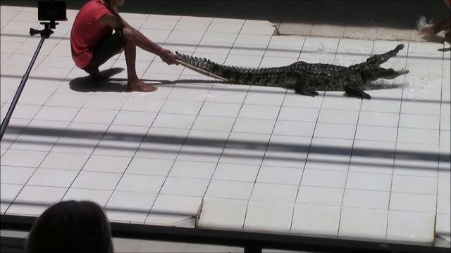 крокодиловая ферма + шоу с крокодилами, Пхукет, Тайланд смотреть онлайн