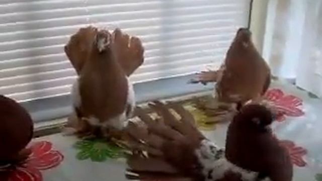 СТАТНЫЕ ГОЛУБИ ДРУГА ТАНЦУЮТ НА СТОЛЕ !!! смотреть онлайн