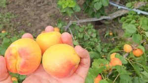 Один з моїх улюбленців. Абрикос в моєму саду. Сорт абрикосу Кримський Амур.