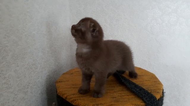 ВСЕ ВЫШЕ И ВЫШЕ смотреть онлайн