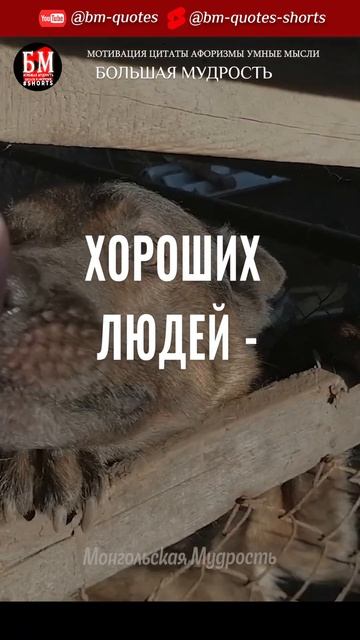 🐶Про Собак и Людей смотреть онлайн