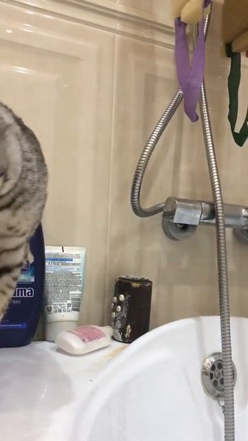Саванна ф4 смотреть онлайн