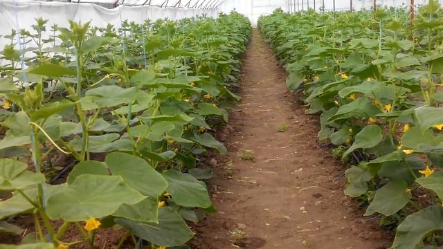 √35 Ангар с огурцами посаженными первыми,16 апреля 2018 смотреть онлайн