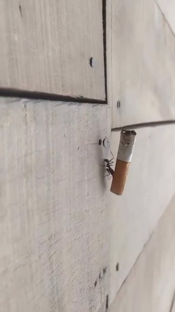 Муравей 🐜 качёк ✌️😉😂 смотреть онлайн