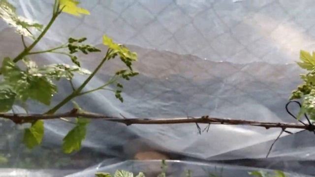 🔴🔴Виноград. Защита от майских заморозков 2016 год. Виноград Беларуси. смотреть онлайн