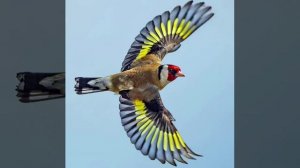 Щегол мотивация - лучшая песня, чтобы стимулировать щегла