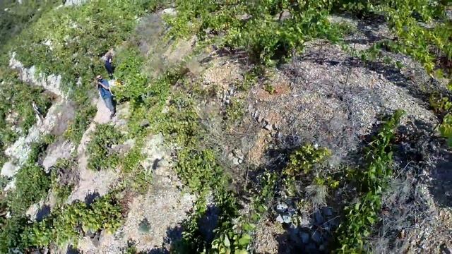 Виноградники на почти отвесных скалах в Хорватии. смотреть онлайн