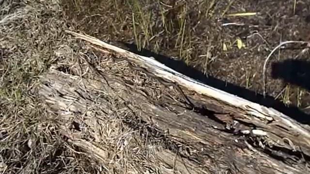 А ужи едят перловку? смотреть онлайн