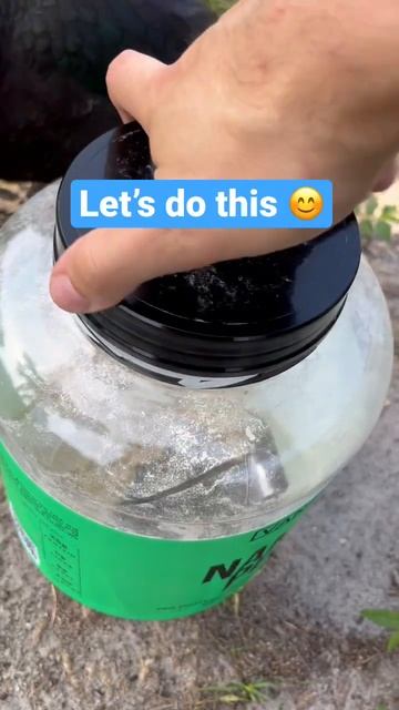 Giving my chickens protein powder to help with their gains #chickens #shorts ￼ смотреть онлайн