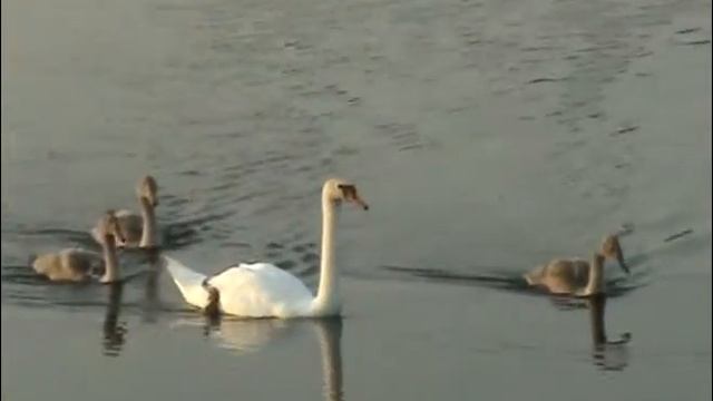 Gulbji Лебеди смотреть онлайн