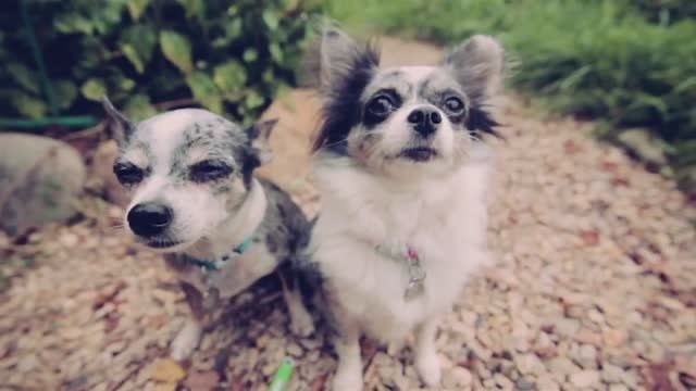 Шопинг в зоомагазине: что купила Догмама? 🛒🐾 смотреть онлайн