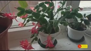 Укоренение декабристов - легко и просто!