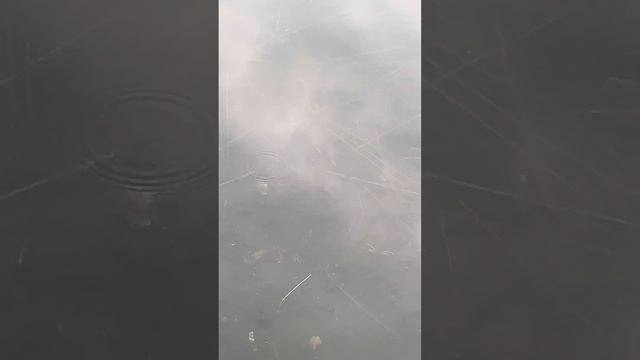 Приплывала щука,загадали желание) смотреть онлайн