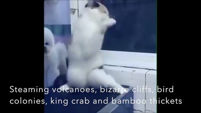 Cat goes to Sakhalin! смотреть онлайн