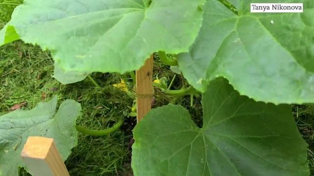 СБОР УРОЖАЯ ОГУРЦОВ. ВТОРАЯ СРЕЗКА. ОГУРЦЫ СПЕЮТ КАК НА ДРОЖЖАХ. смотреть онлайн