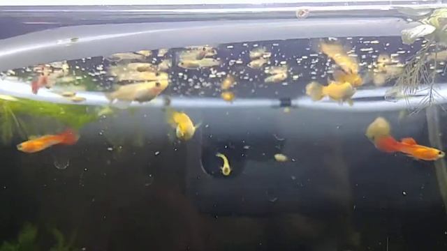 밥먹는 히메다카,구피 смотреть онлайн