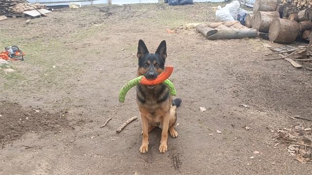 Кайлас,немецкая овчарка.комплекс. смотреть онлайн
