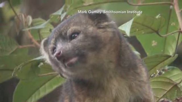 Researchers Discover New Mammal: the Olinguito смотреть онлайн