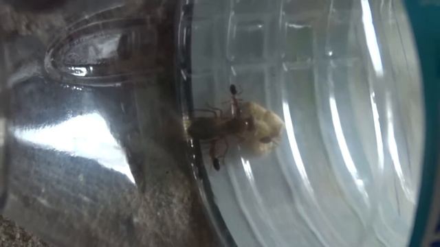 Camponotus Floridanus 2 смотреть онлайн