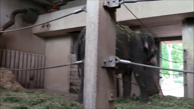 зоопарк Вильгельма, Штутгарт, часть четвертая смотреть онлайн