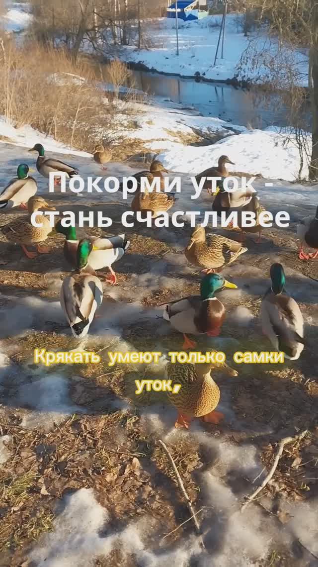 Интересные факты об утках