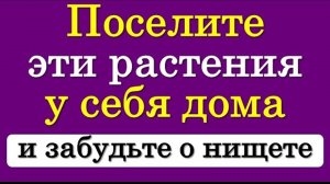 Поселите эти растения у себя дома и привлеките достаток. Растения для привлечения денег. Приметы