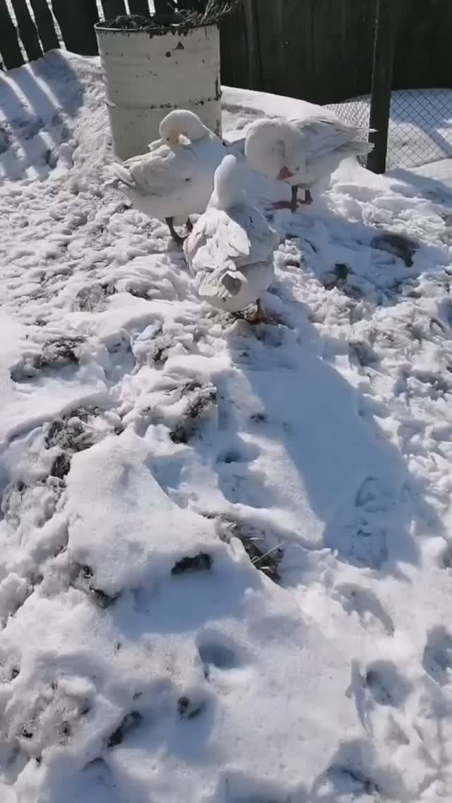 Дождались тепла пернатые