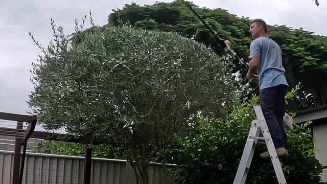 OLIVE TREE HEDGE TRIMMING/SHAPING. Regular trimming and fertilising. смотреть онлайн