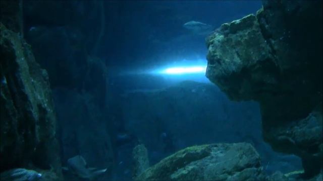 Океанариум Париж смотреть онлайн