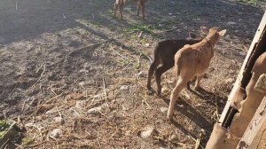 #Абхазия!🌴Сухум. Каштак. Гостевой Дом "АлиСер".❤🌹 Ткуарчал. Поездка в  родительский дом! Часть 1.