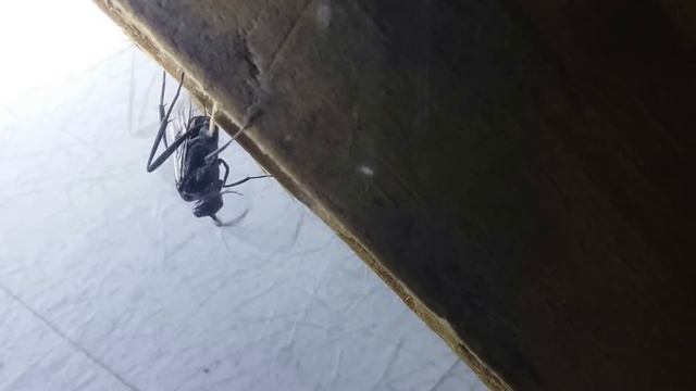Ensign Wasp смотреть онлайн