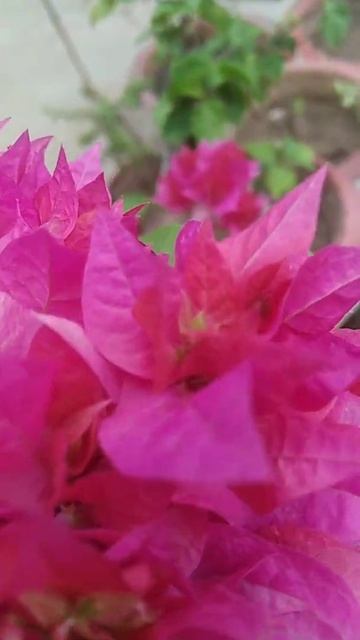 Dancing Pink Bougainville blooming #summerflower #bougainvillea #gardening #birdmusic смотреть онлайн