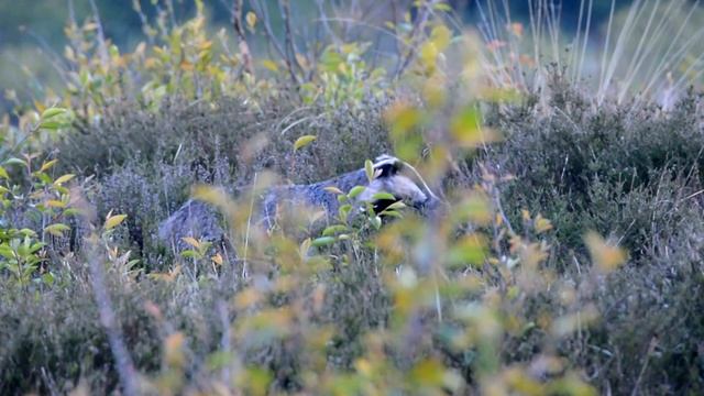 Grævling stopper op da et rådyr passerer forbi смотреть онлайн