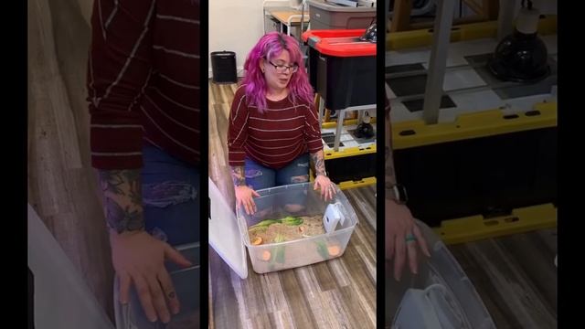 How We Breed Mealworms For Our Reptiles! смотреть онлайн