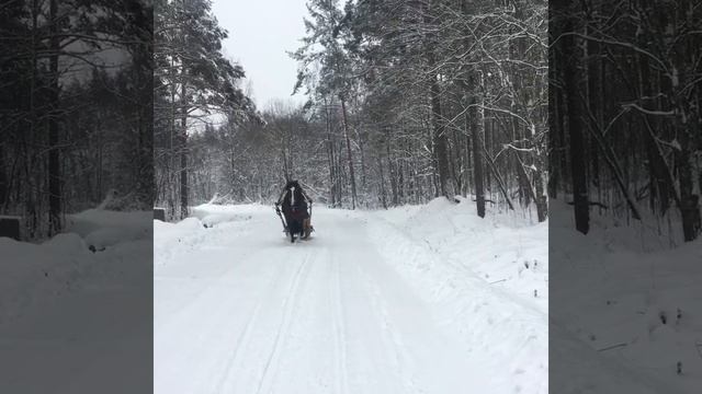 Владимирский тяжеловоз Восток в упряжи смотреть онлайн