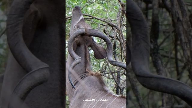 Greater Kudu※クドゥス The Longest Horns of Any Antelope смотреть онлайн