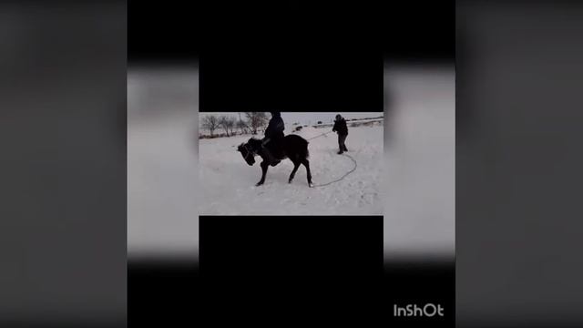 Кумай тазы смотреть онлайн