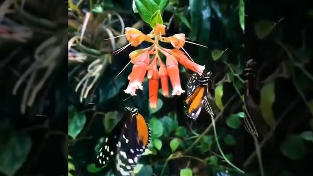 Two 🐯 longwing butterflies Heliconius hecale смотреть онлайн
