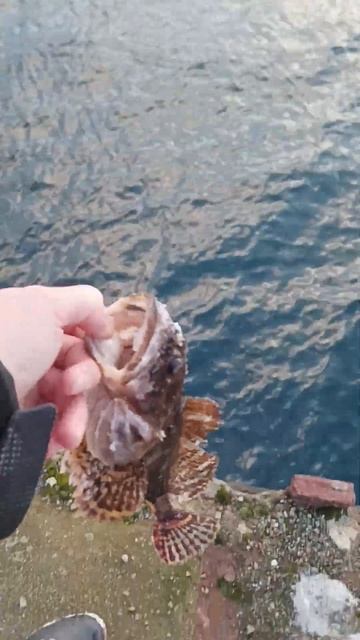 ЁРШ КРАСАВЧИК #norvay #bigfish #норвегия #рекомендации #рыбалка #природа #norway #хобби #рек смотреть онлайн
