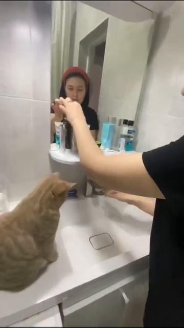 Как кошки любят зубную пасту от компании Глобал тренд. Роскошный день- даёт результат всем смотреть онлайн