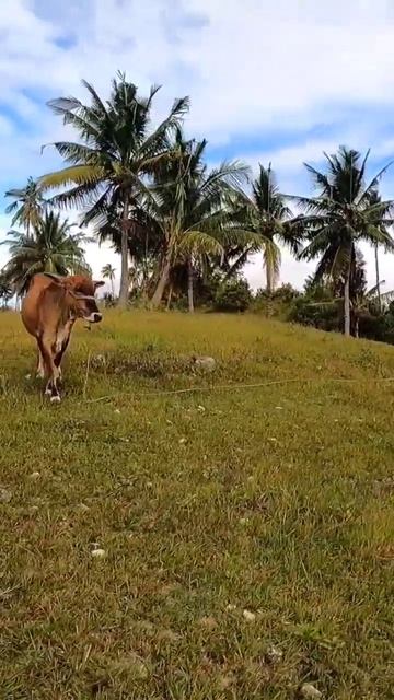 i follow my dog to find monitor lizards #short #shorts #viral #harabas смотреть онлайн