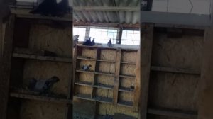 Сельские ГОЛУБИ В ГОСТЯХ ВЛАДИМИР ЛЕВШАКОВА ""СТАВРОПОЛЬСКИЙ КРАЙ. Г. НОВОАЛЕКСАНДРОВСК 10.08.2020.