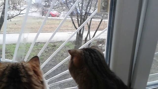Коты и ворона / Cats and crow смотреть онлайн