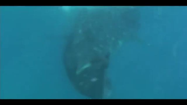 Whale Shark Bohol смотреть онлайн