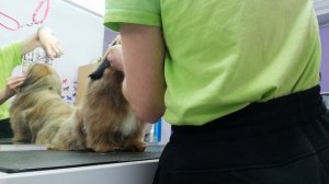 Стрижка Шитцу 31 марта в длинной шерсти