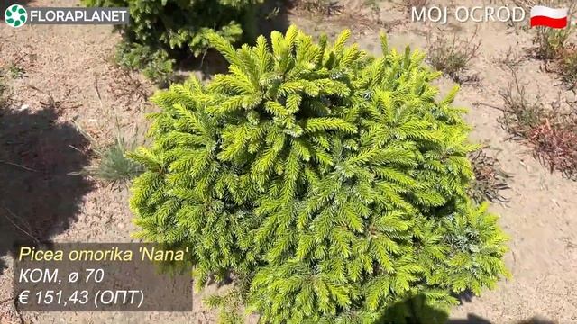 MOJ OGROD/ Хвойные в грунте 4