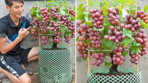 Простые советы по выращиванию винограда в домашних условиях для получения большего количества плодов