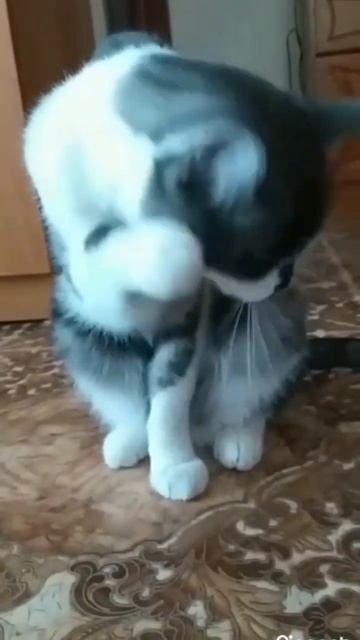 Барсик умывается💛Подпишись на мой канал!#кот#приколыскотами#смешныеживотныекоты#юмор смотреть онлайн