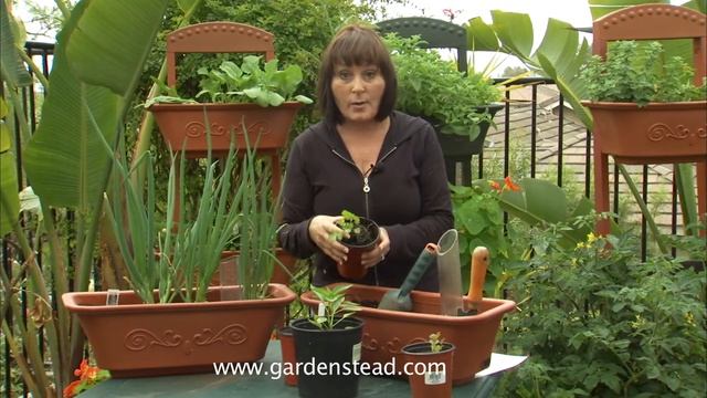 Growing A Salsa Garden From Gardenstead