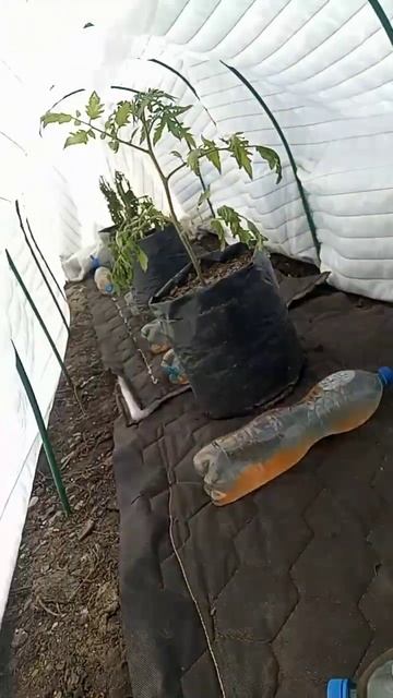Термоукрывной материал для грядок и парников от дяди Вити 15.04.2023 Контакты в описании. Часть 3 смотреть онлайн